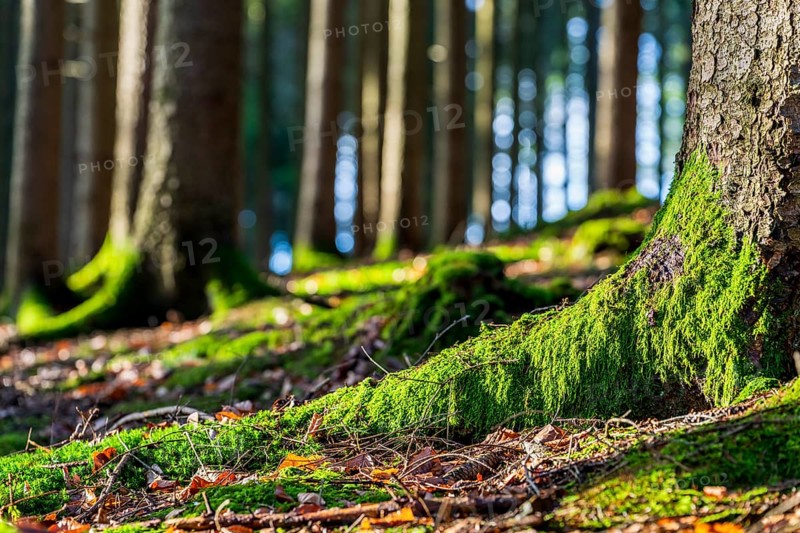 Moss-covered forest in winter mood in the Schurwald, Baden-Württemberg, Germany. Peaceful natural scenery with soft winter light, mossy tree trunks, and a quiet woodland atmosphere – ideal for themes of nature, tranquility, and seasonal change