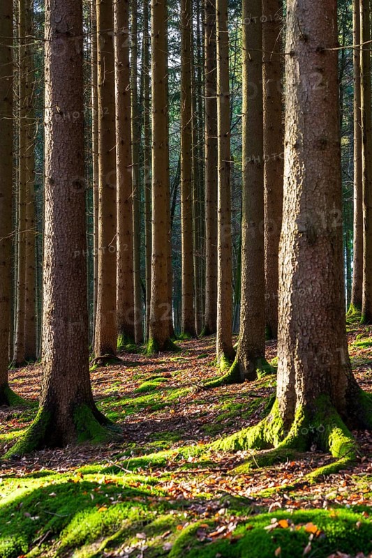 Moss-covered forest in winter mood in the Schurwald, Baden-Württemberg, Germany. Peaceful natural scenery with soft winter light, mossy tree trunks, and a quiet woodland atmosphere – ideal for themes of nature, tranquility, and seasonal change