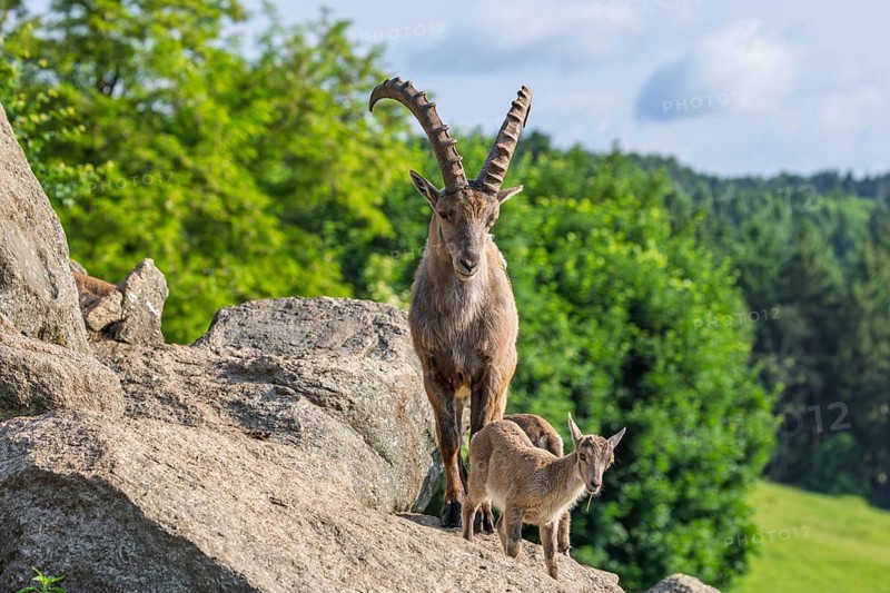An adult male and two young ibex (Capra ibex) stand on a rock on a sunny day. A forest can be seen in the background. Carinthia, Austria
