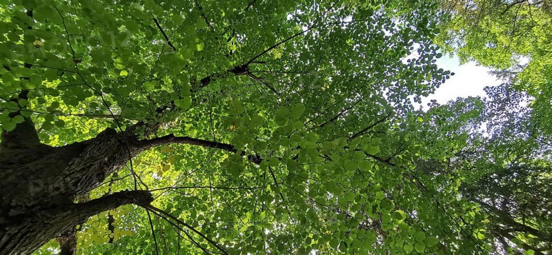 View of the treetop, interspersed with sunlight, with thick green foliage, Thuringian Forest nature park Park