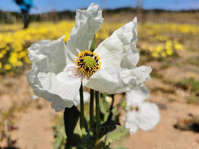Close-up of a white poppy (papaver rhoeas) flower surrounded by yellow blossoms under a clear sky, Southwest Alentejo and Costa Vicentina Natural Park, Portugal