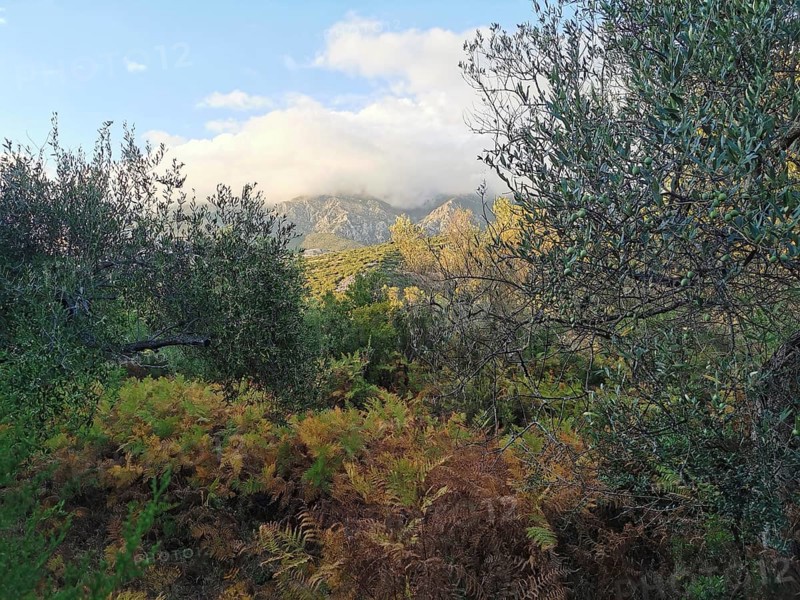Lush greenery with ferns (distant) and trees against a sky with a mountain backdrop, Albanian Alps National Park