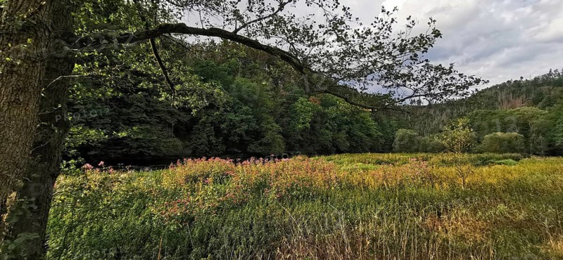 A meadow within a forest, surrounded by trees and a quiet atmosphere, Thuringian Forest nature park Park