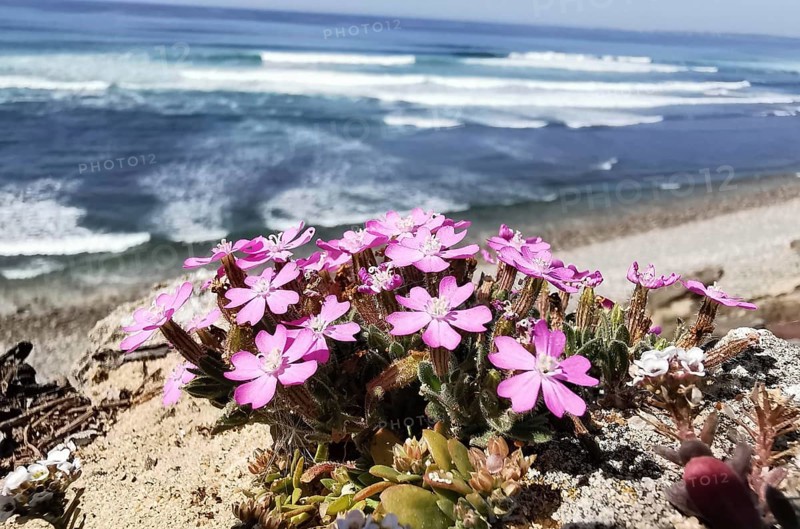 Pink flowers of a campion (silene dioica) blooming on a cliff overlooking the sea and waves on a sunny day, Southwest Alentejo and Costa Vicentina Natural Park