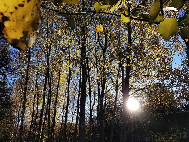 Sunlight penetrates an autumnal forest with golden leaves, Frankenwald nature park Park