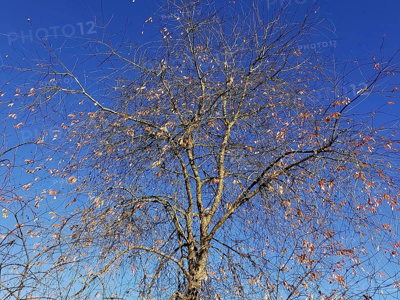 Tree with mostly bare branches and few remaining leaves under an autumnal blue sky, Frankenwald nature park Park