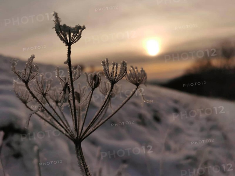 Frozen plant in a snowy field at sunset, Frankenwald nature park Park