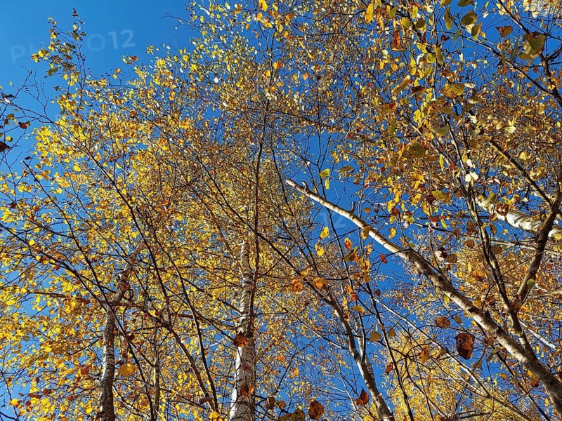 Autumn trees with thick yellow leaves that rise into the sky, Frankenwald nature park Park