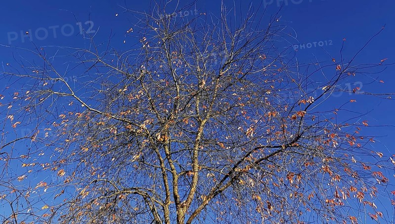 Bare branches of a tree with a few remaining leaves against an autumnal blue sky, Frankenwald nature park Park