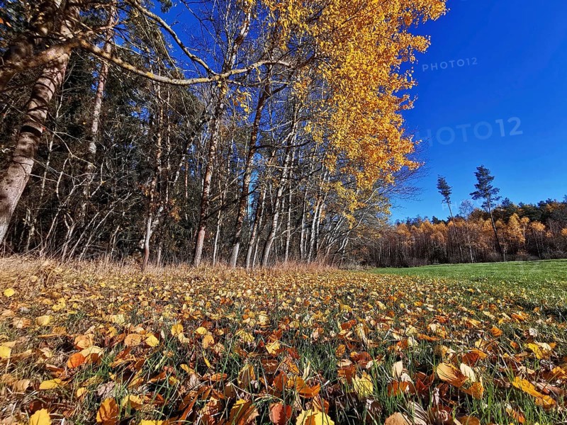 Forest landscape with falling leaves in a meadow under a clear sky, Frankenwald nature park Park