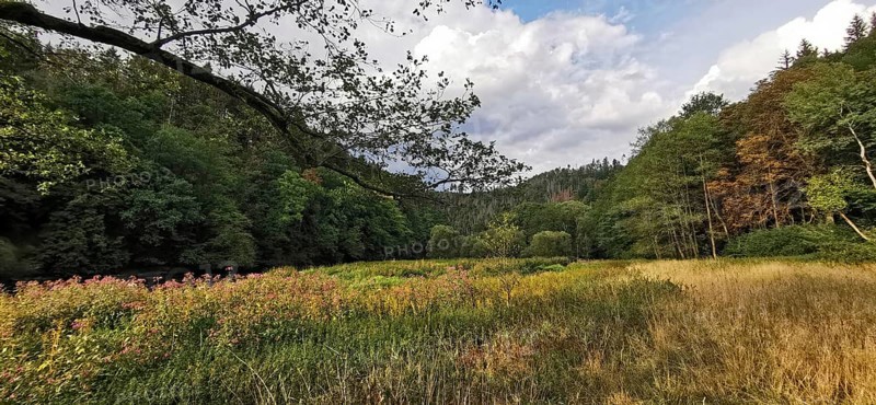 An idyllic forest landscape with a colorful meadow and overcast sky, Thuringian Forest nature park Park