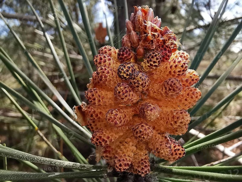 Close-up of a small pine cone, pine cone of a maritime pine (pinus pinaster) with needle-like leaves in the background, Southwest Alentejo and Costa Vicentina Natural Park, Portugal