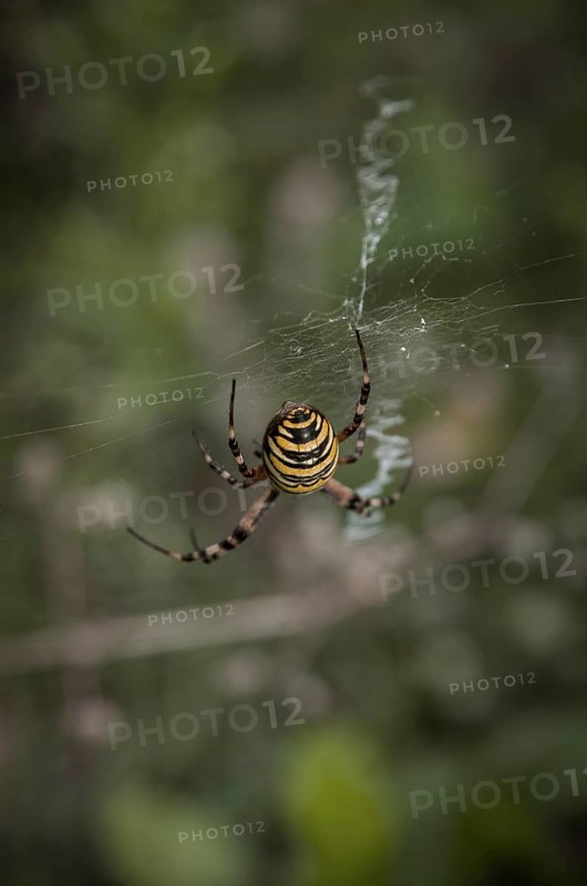 Specimen of the wasp spider, Argiope brünnichi, in a nature reserve, Königsbrücker Heide, Saxony, Germany