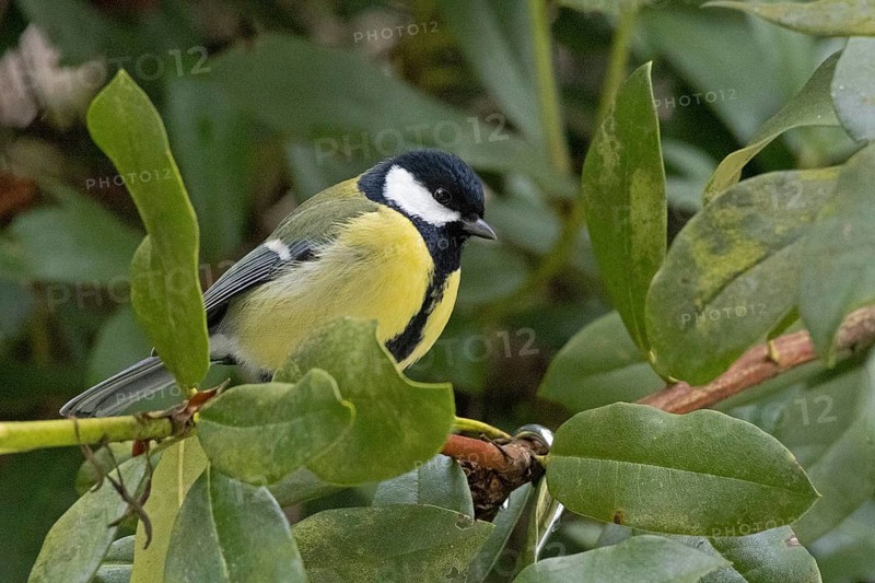 Great Tit (Parus major), Sieversen, Rosengarten, Lower Saxony, Germany