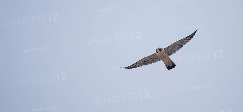 Free-living peregrine falcon (Falco peregrinus) in flight, Buenos Aires, Argentina