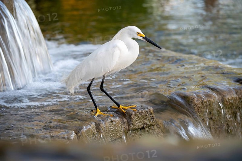 Free-living grey heron (Egretta thula) at a fountain, Buenos Aires, Argentina