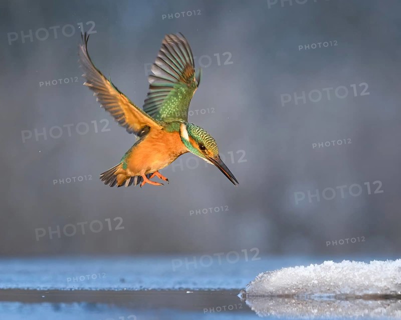 Kingfisher (Alcedo atthis) Winter and frost, hunting with fish, prey, frozen lake, ice-free, foraging, hunting, looking for prey, snow, male, diving, flying gems, indicator of clean water and rivers, Hortobágyi Nemzeti Park, Hungary