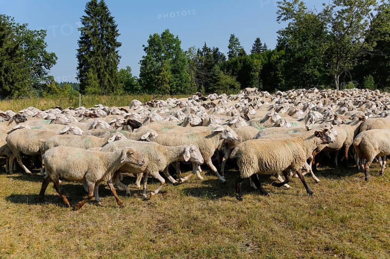 Sheep (Ovis), Fauser sheep farm, landscape conservation, mammals, herd, Pfronstetten, Swabian Alb, Baden-Württemberg, Germany