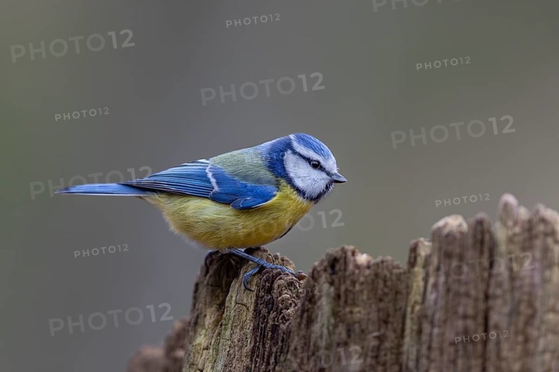 The blue tit (Cyanistes caeruleus) is a frequent visitor to the winter feeding site, Germany