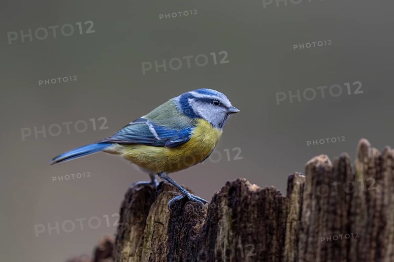 Although the blue tit (Cyanistes caeruleus) is a frequent visitor to the feeding site, in the end only a few photos were taken, Germany