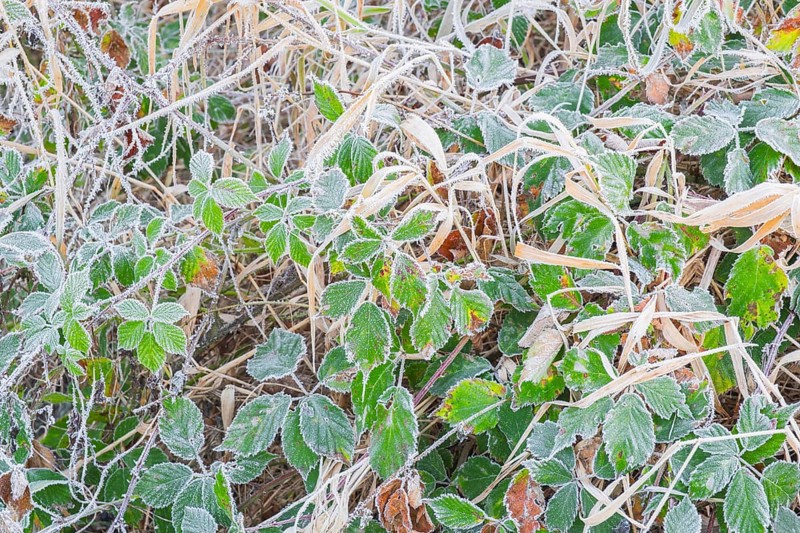 View of frozen leaves of a blackberry (Rubus sect. Rubus), Wehden, Cuxhaven, Lower Saxony, Germany