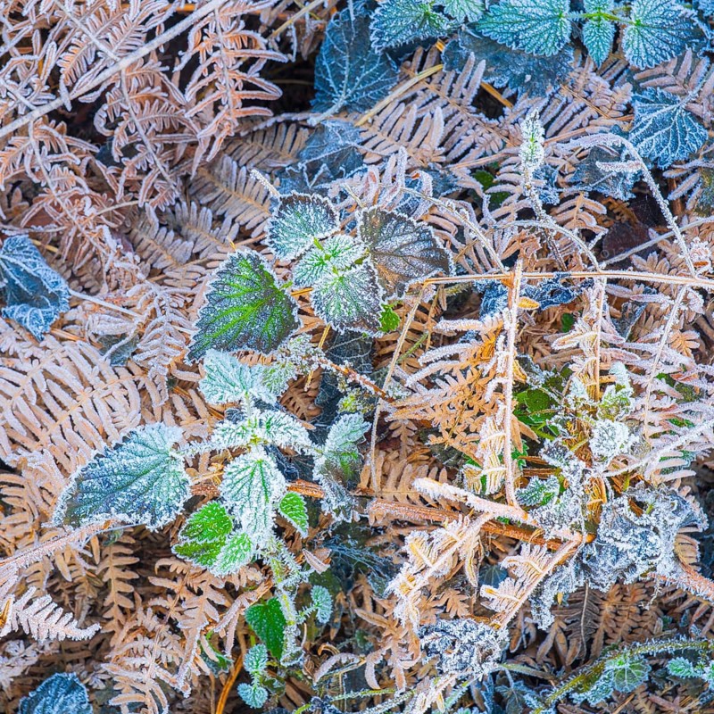 View of frozen bracken fern (Pteridium aquilinum) and stinging nettles (Urtica), Wehden, Cuxhaven, Lower Saxony, Germany