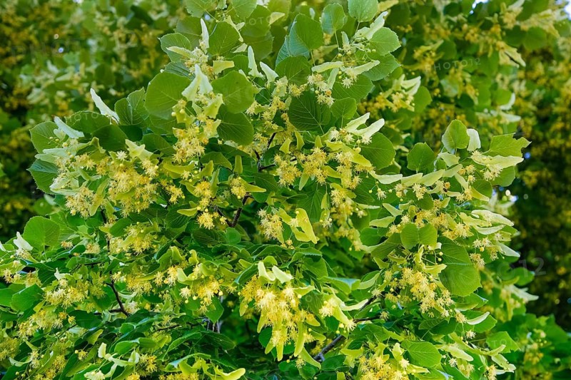 Lime blossoms of the lime tree (Tilia), summer lime tree, medicinal plant, remedy, household remedy, trees, plants of the Swabian Alb, Honau, municipality of Lichtenstein, Baden-Württemberg, Germany