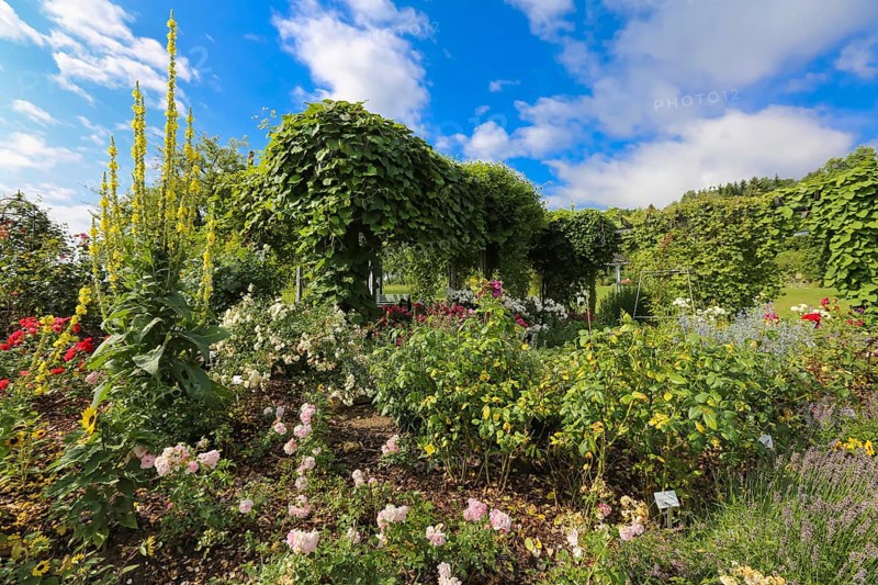 Climbing plants, various plants, mullein (Verbascum) on the left, bed, Botanical Garden of the University of Ulm, Baden-Württemberg, Germany