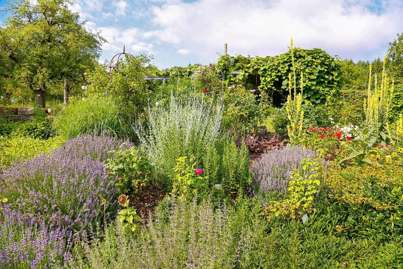 Bed, various plants, mullein (Verbascum) at the back right, Botanical Garden of the University of Ulm, Baden-Württemberg, Germany