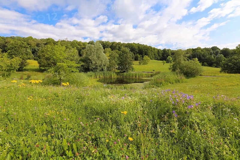Pond, wetland, pond, body of water, small lake, grasses, meadow, lawn, Ulm University Botanical Garden, Baden-Württemberg, Germany