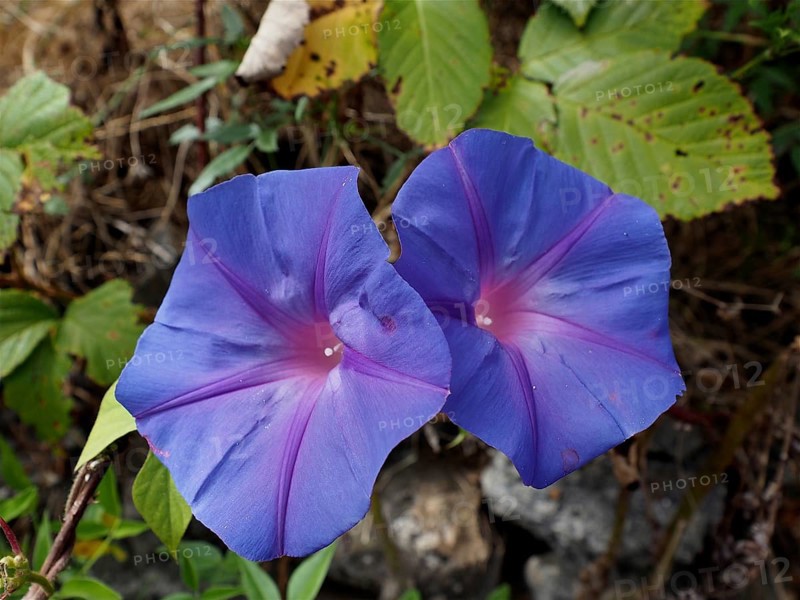Two blue to purple bindweed flowers, Ipomoea nil (Ipomoea indica), against a background of green leaves, La Palma, Canary Islands, Canary Islands, Spain