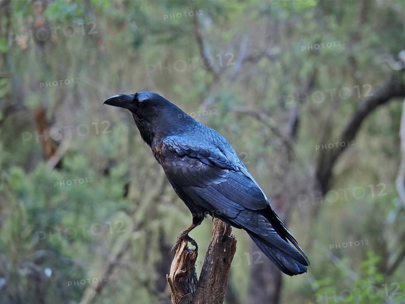 Canary Island Raven (Corvus corax canariensis) sitting on a branch in a green, wooded environment, La Palma, Canary Islands, Canary Islands, Spain