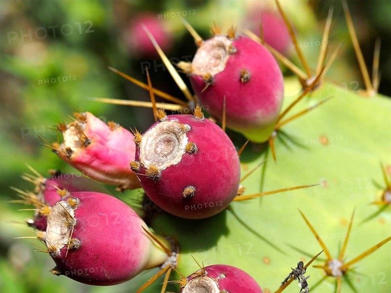 Red cactus fruits with spines on a green cactus, prickly pear (Opuntia ficus-indica), in sunlight, Gran Canaria, Canary Islands, Canary Islands, Spain