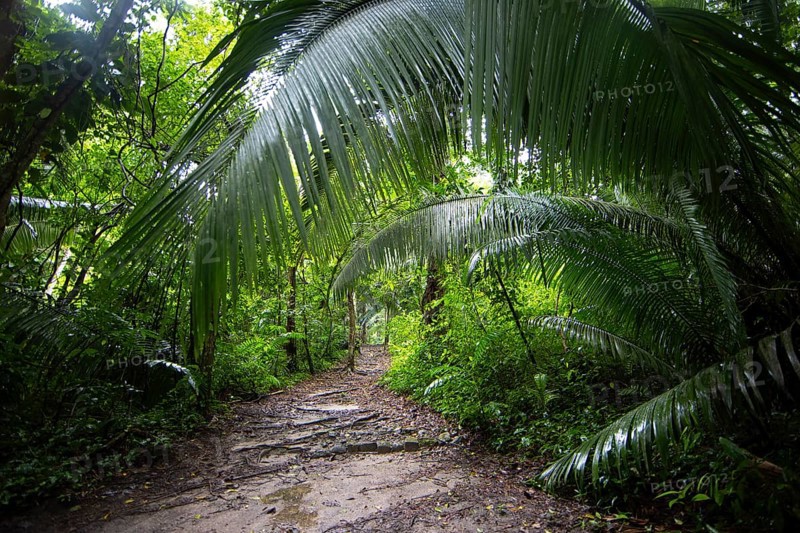 Trail through the rainforest or jungle at the Seibal or El Ceibal Archaeological Site, Mayan Ruined City, Lowlands, Petén Department, Guatemala
