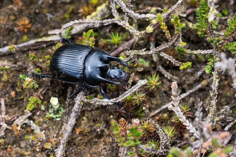Glossy black bull beetle (Typhaeus typhoeus), male crawling, climbing over dried stems of heather (Calluna vulgaris), also heather, heather and moss, clearly visible horns, outgrowths, appendages on the neck shield, Longitudinal grooves on the upper wings and spines on the legs, sexual dimorphism, close-up, close-up, macro, macro shot, spring, Schwindebecker Heide nature reserve, Harburg district, Lüneburg Heath nature park Park, Lower Saxony, Germany