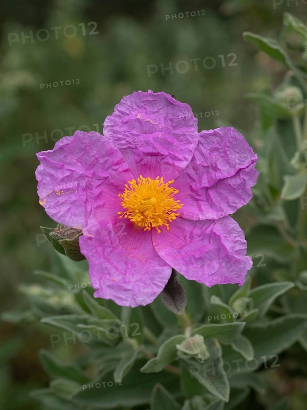 Pink petals with a bright yellow stamen cluster creating a soft floral display