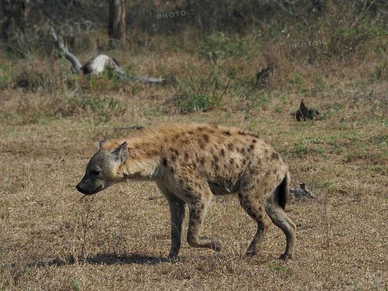 A hyena, spotted hyena (Crocuta crocuta), walks alone through the dry savannah, Kruger National Park, South Africa