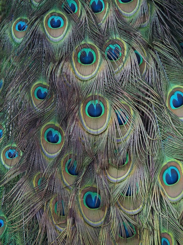 Colourful peacock feathers of Scalloped ribbonfish (Pavo cristatus) with a distinct eye pattern, South Africa