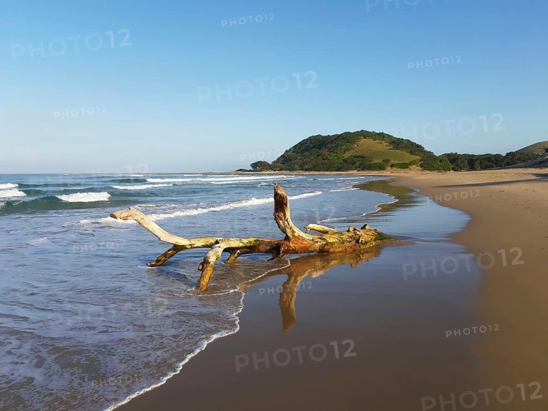 A piece of driftwood on a quiet beach with gentle waves and a blue sky, Coffee Bay, Wild Coast, Eastern Cape, South Africa