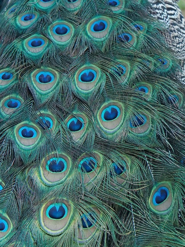 Detailed close-up image of the colourful peacock feathers of Indian peafowl (Pavo scalloped ribbonfish), South Africa