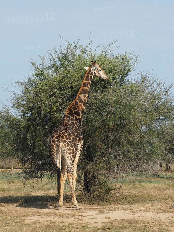 A giraffe, southern giraffe (Giraffa giraffa wardi), standing next to a tree in the vast savannah, under a blue sky, Kruger National Park, South Africa