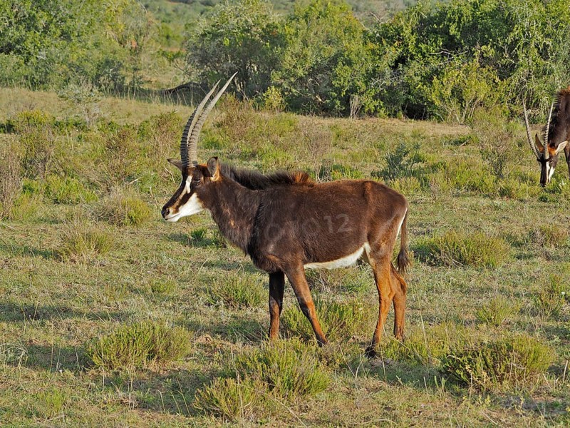 Antelope with long horns, sable antelope (Hippotragus niger), standing at attention in the open savannah, Addo Elephant National Park, South Africa