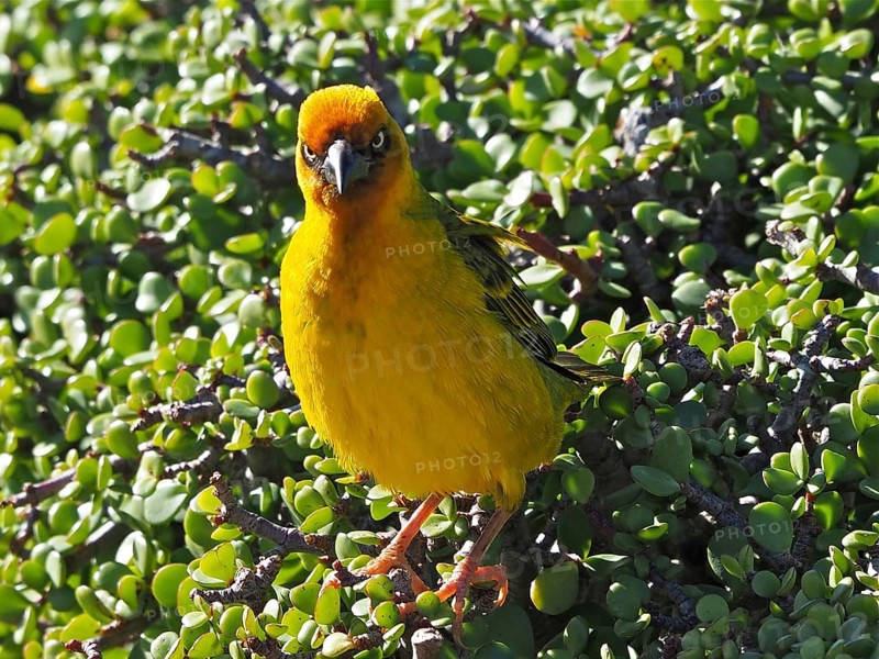 Bright yellow bird, Cape Weaver (Ploceus capensis) (Eurasian Golden Oriole capensis), sitting on green leaves in the sunlight, Addo Elephant National Park, South Africa