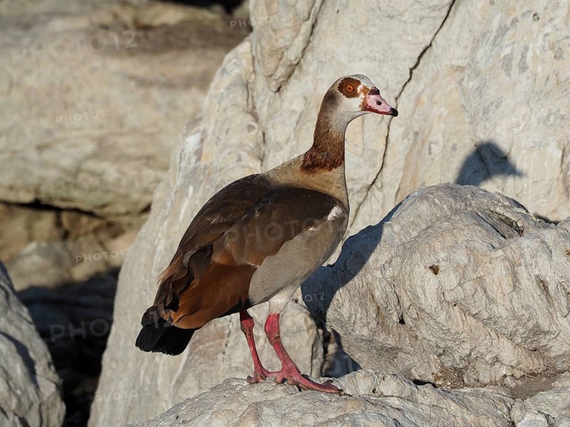 Goose with brown plumage, Nile Goose (Alopochen aegyptiaca), standing on a rocky area, Boulders Beach, Simon's Town, Cape Town, South Africa