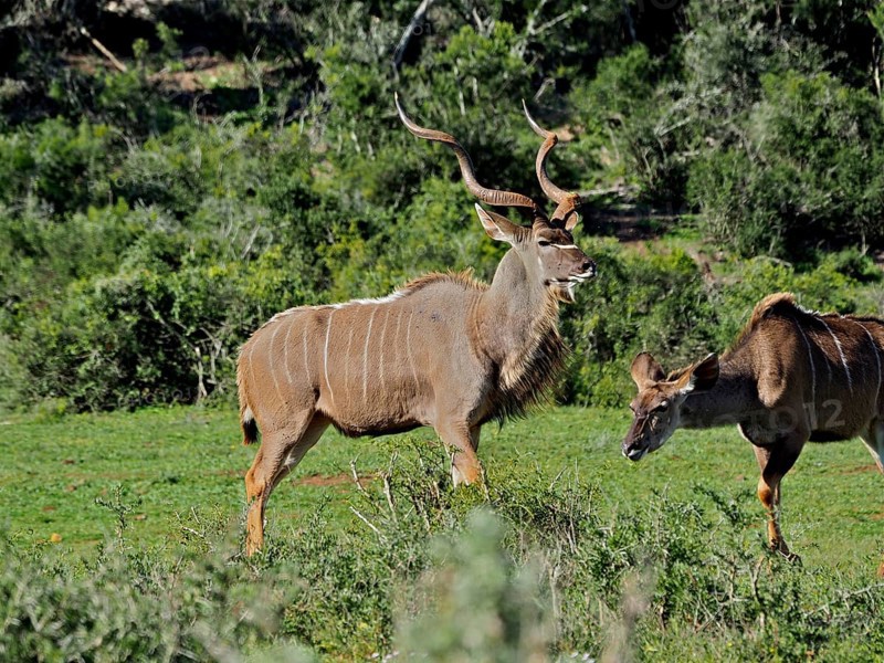 Two antelopes with imposing horns, Greater Kudu (Tragelaphus strepsiceros), stand in the lush green savannah, Addo Elephant National Park, South Africa