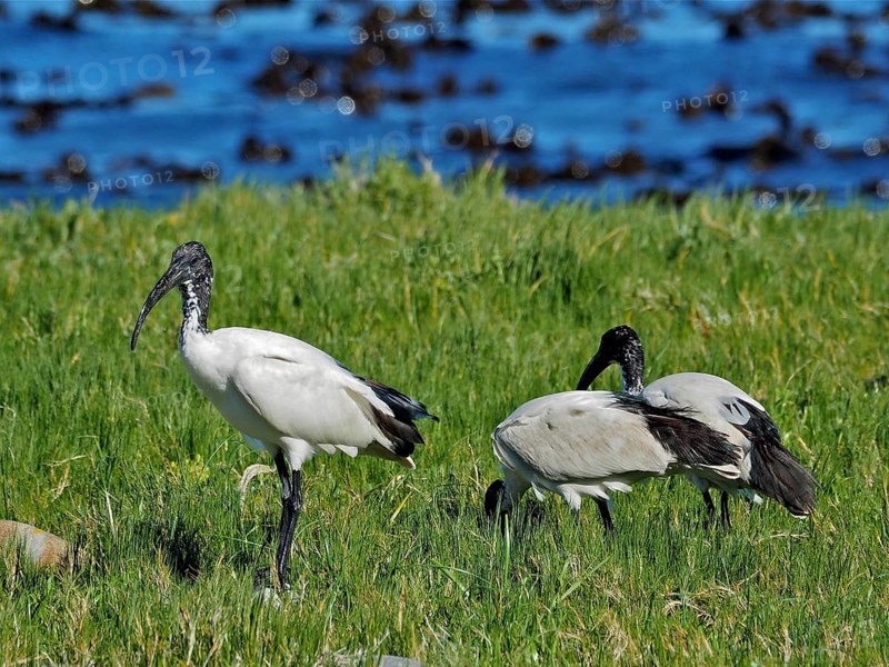 Three African sacred ibises (Threskiornis aethiopicus) stand on a green meadow near the sea, surrounded by nature, Cape of Good Hope National Park, Cape Town, South Africa