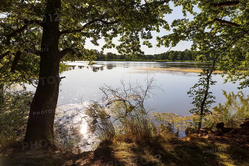 Am Brösaer Teich, Guttauer Teiche, Oberlausitzer Heide- und Teichlandschaft, Guttau, Saxony, Germany