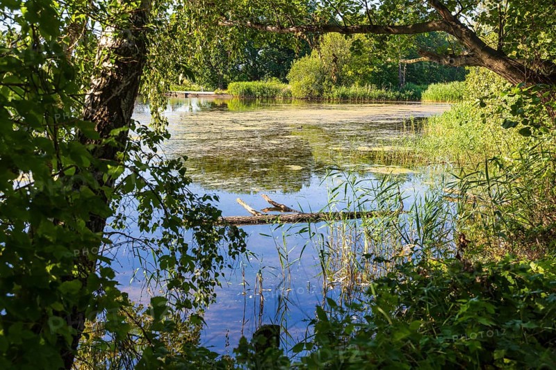 Parish pond with trees and reed belt, Guttau ponds, Upper Lusatian heath and pond landscape, Guttau, Saxony, Germany