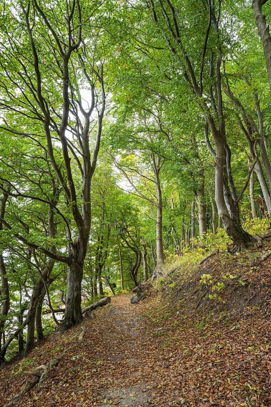 Trail through beech forest, slope with sea view, Stubbenkammer, Jasmund National Park, Rügen, Mecklenburg-Western Pomerania, Germany