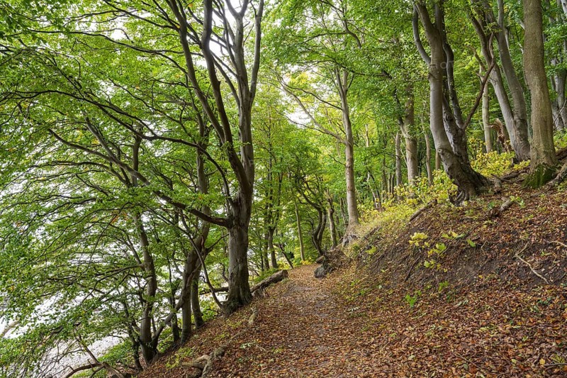 Trail through beech forest, slope with sea view, Stubbenkammer, Jasmund National Park, Rügen, Mecklenburg-Western Pomerania, Germany